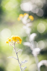 白い茎に咲く黄色の花　Ⅱ