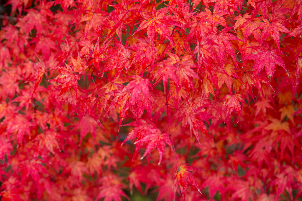 雨に濡れる紅葉　Ⅰ