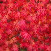 雨に濡れる紅葉　Ⅰ