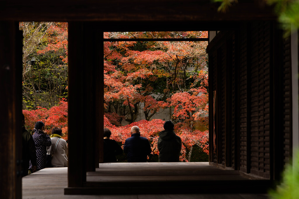 天授庵で紅葉を愛でる。