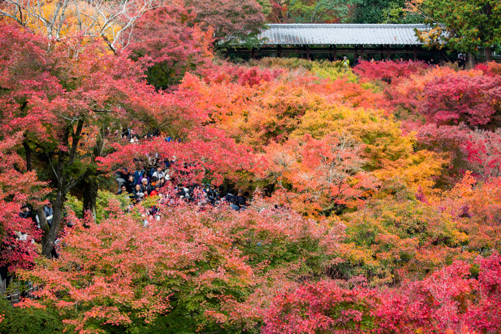 東福寺の紅葉　Ⅱ