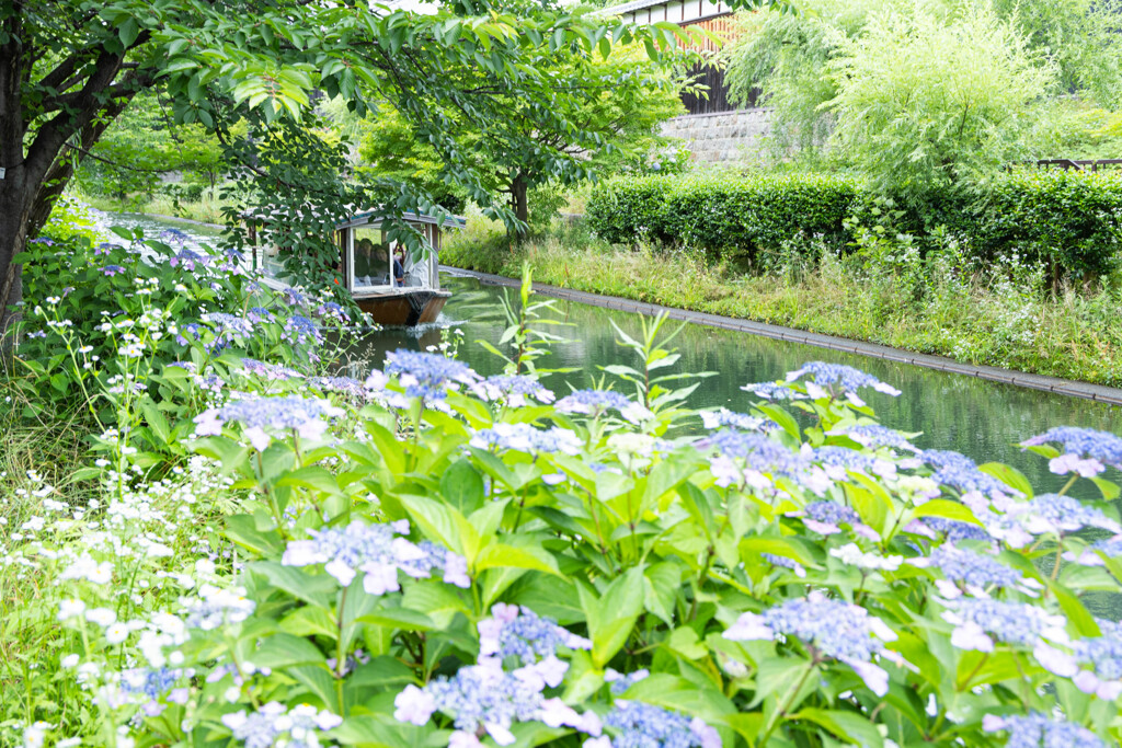 伏見、紫陽花の頃 ⑤