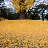 京都御苑_晩秋のいろ　Ⅳ