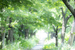 夏の散歩道