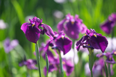 花菖蒲