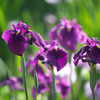 花菖蒲