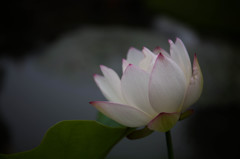 極楽浄土の蓮の花　Ⅴ