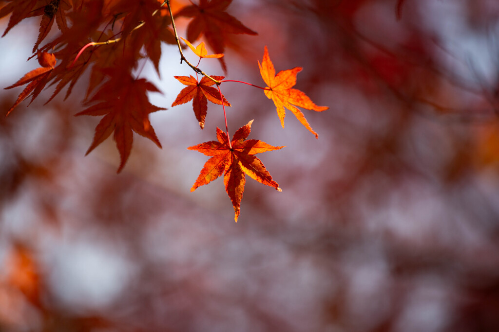 一休寺で撮った紅葉　Ⅱ