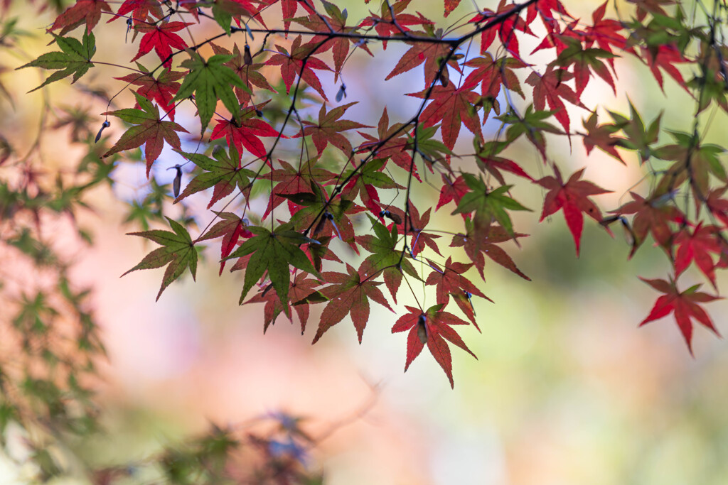 いろは　いろいろ