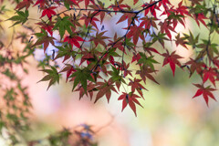 いろは　いろいろ