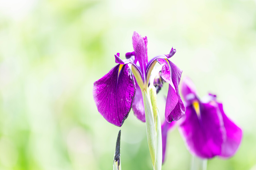 花菖蒲