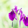 花菖蒲
