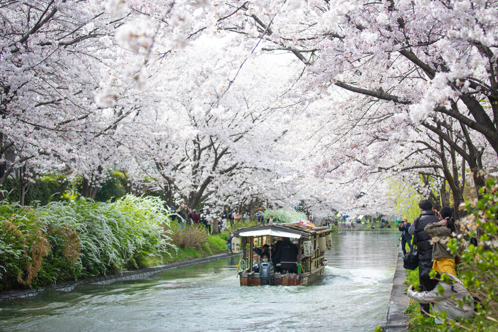桜の季節を迎えて　Ⅱ