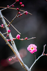 初春の紅