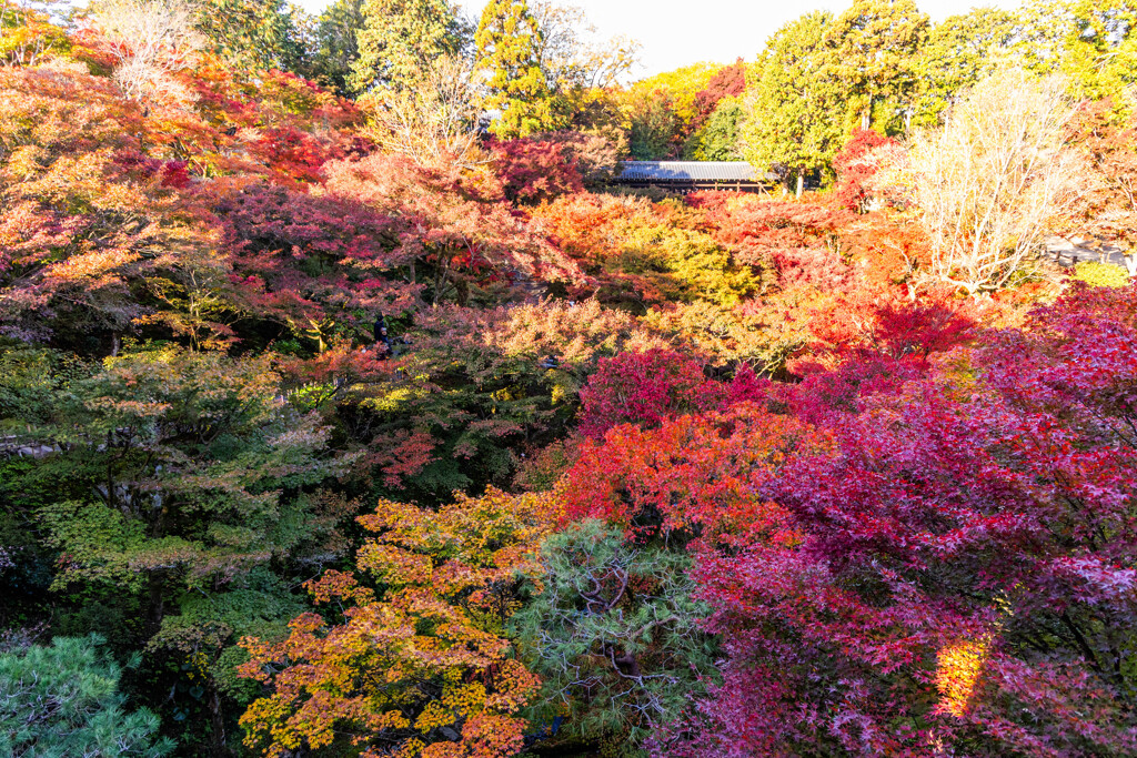 晩秋の東福寺