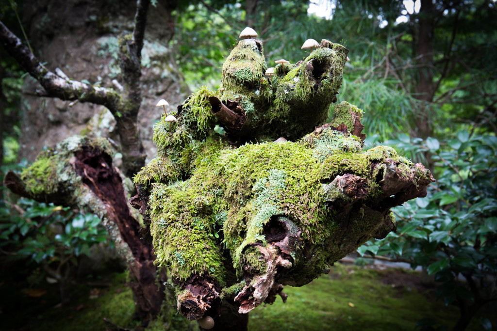 苔の森に棲む。