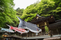 貴船神社を泳ぐ鯉。