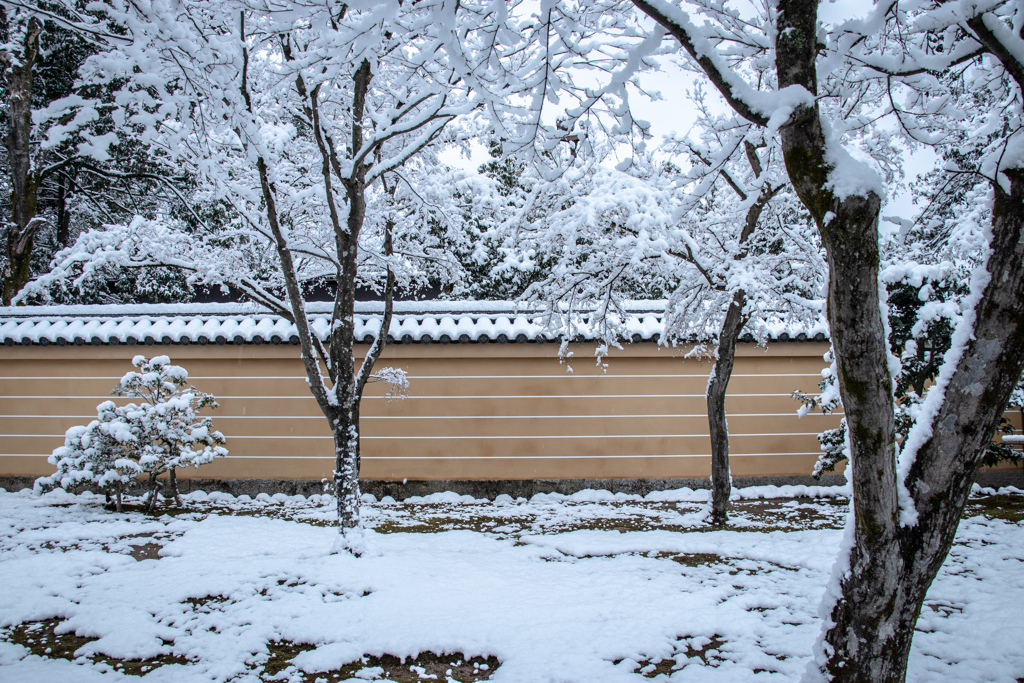 雪の金閣寺で。 ①