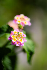 ランタナの花