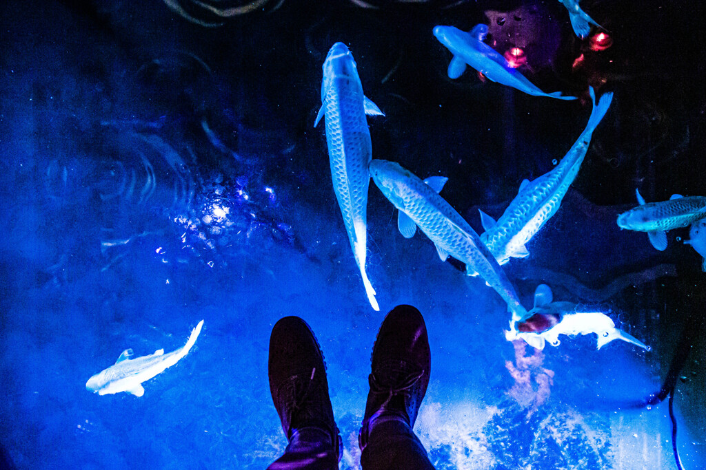 アクアリウムとアートが融合する水族館　Ⅵ