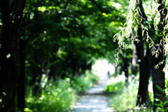 夏の散歩道　Ⅱ