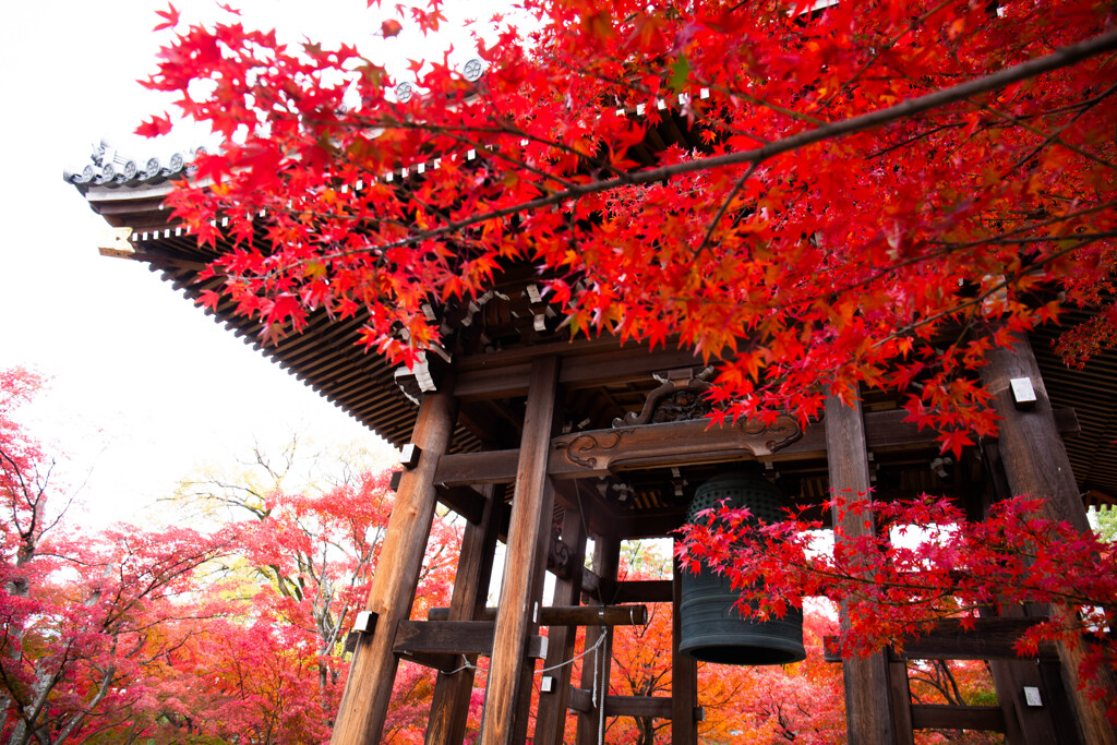 智積院の紅葉　Ⅱ