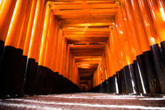「朝の千本鳥居」