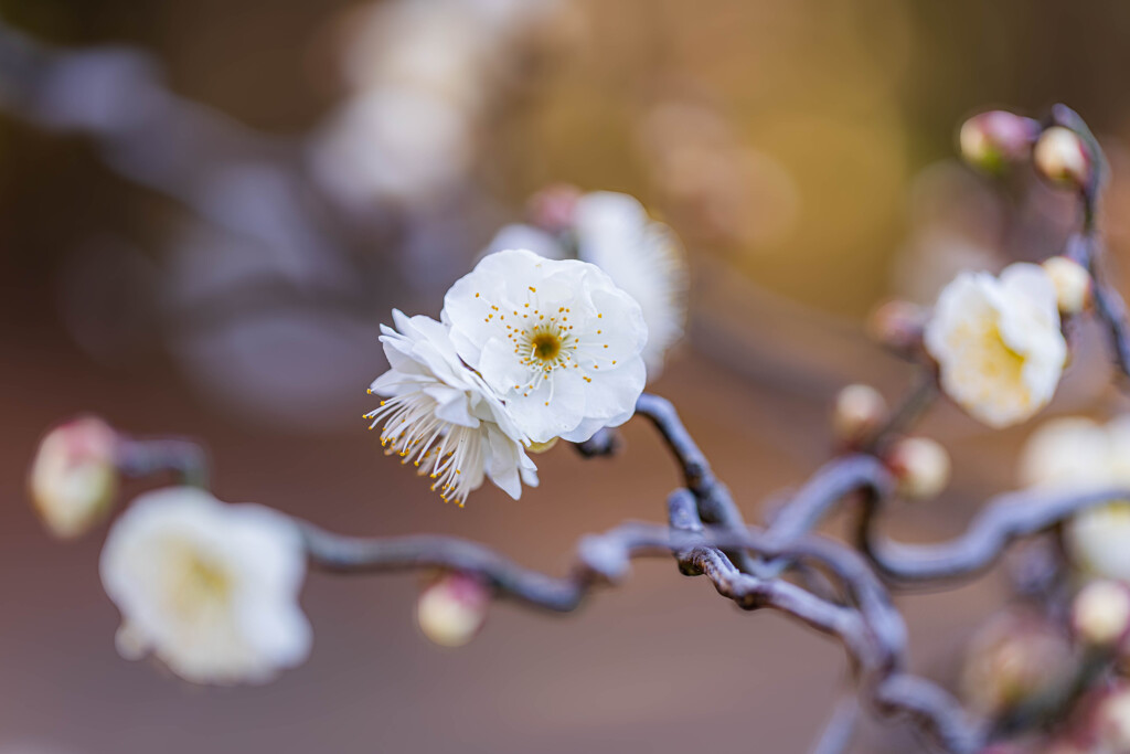 八重の白梅　Ⅱ