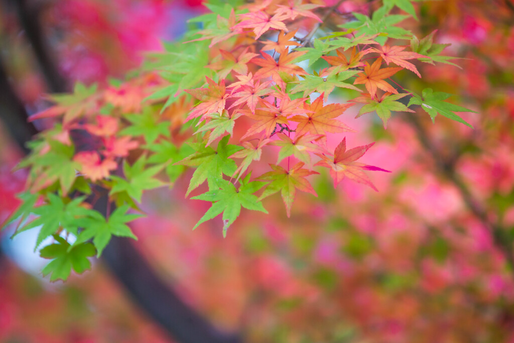 うつろふ。　Ⅱ