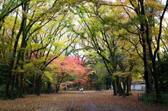 糺の森・2014秋　Ⅰ