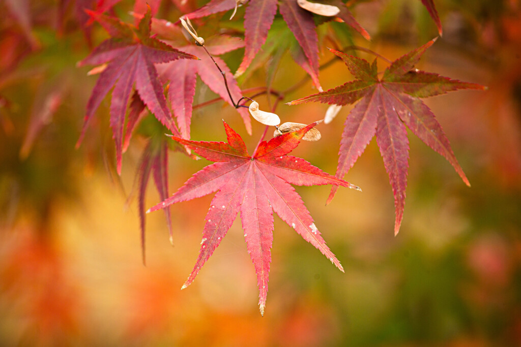 Autumn Colors　Ⅴ