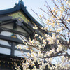 湯島天神の白梅