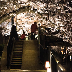 桜のトンネルで　Ⅰ