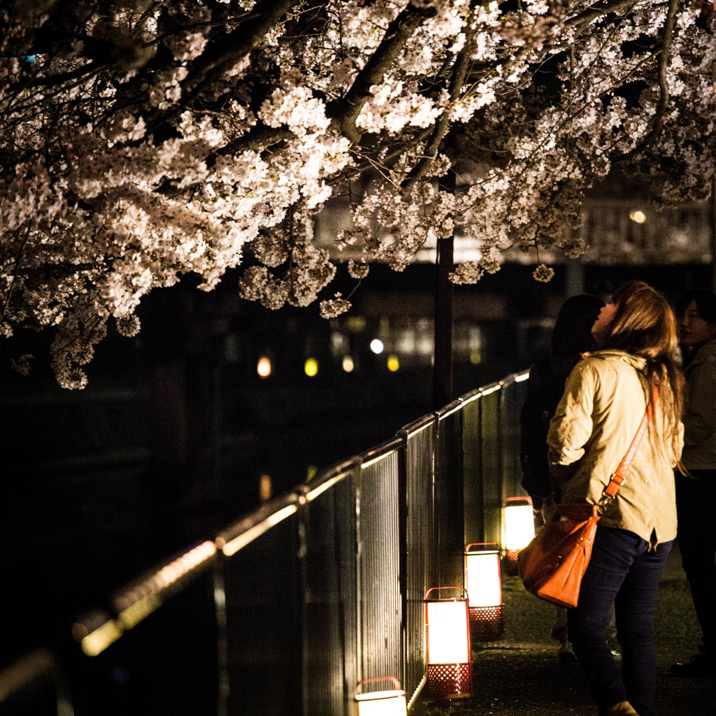 桜のトンネルで　Ⅱ