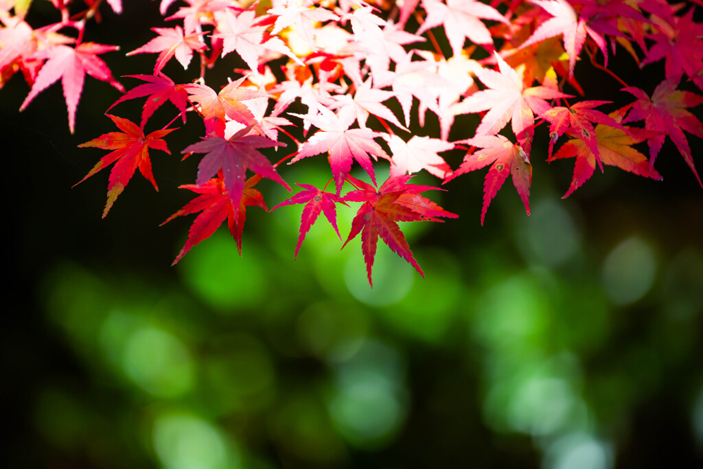 紅葉のキラメキ