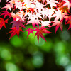 紅葉のキラメキ