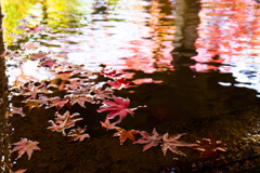 晩秋の永観堂で　Ⅲ