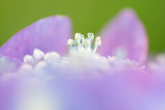 ちいさなちいさなお花畑