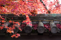 天授庵・2014秋　Ⅻ