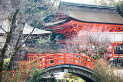 下鴨神社の春