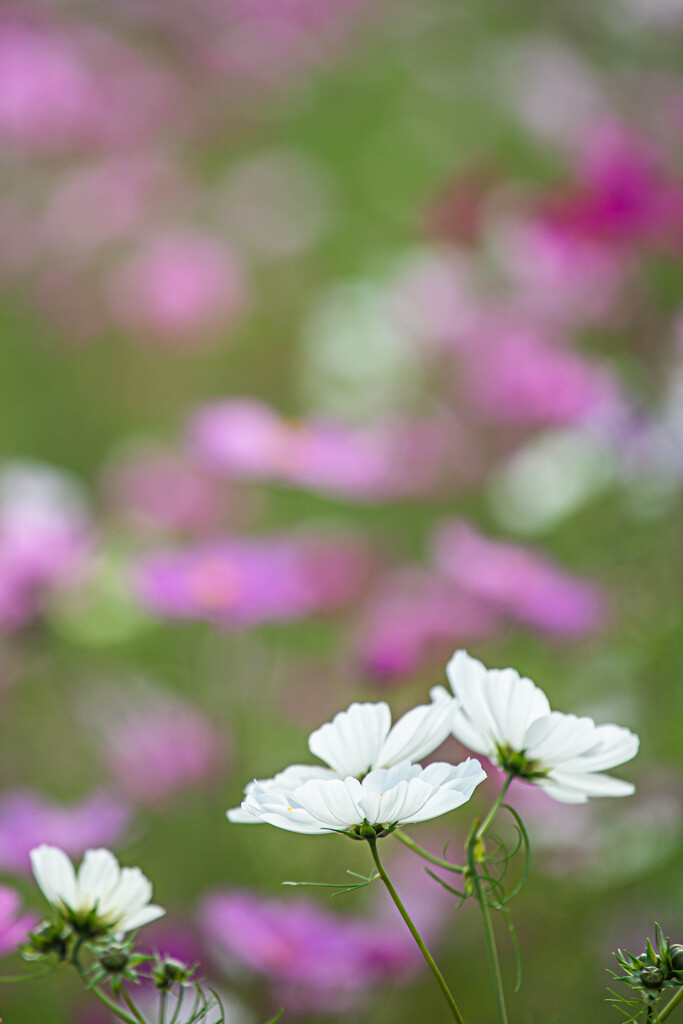 秋桜を撮る ③