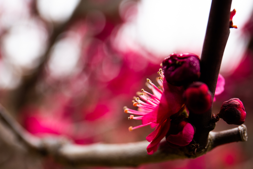紅梅
