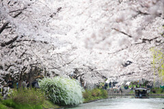 桜の季節を迎えて　Ⅴ