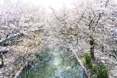 散る桜 残る桜も 散る桜
