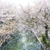 散る桜 残る桜も 散る桜