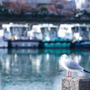 冬のカモメ　Ⅲ