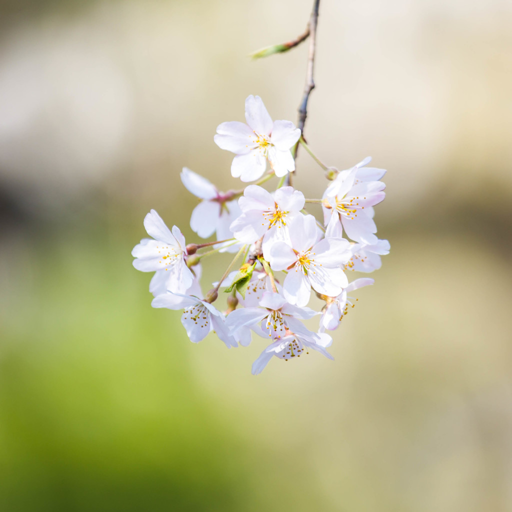 しだれ桜 三選 ②