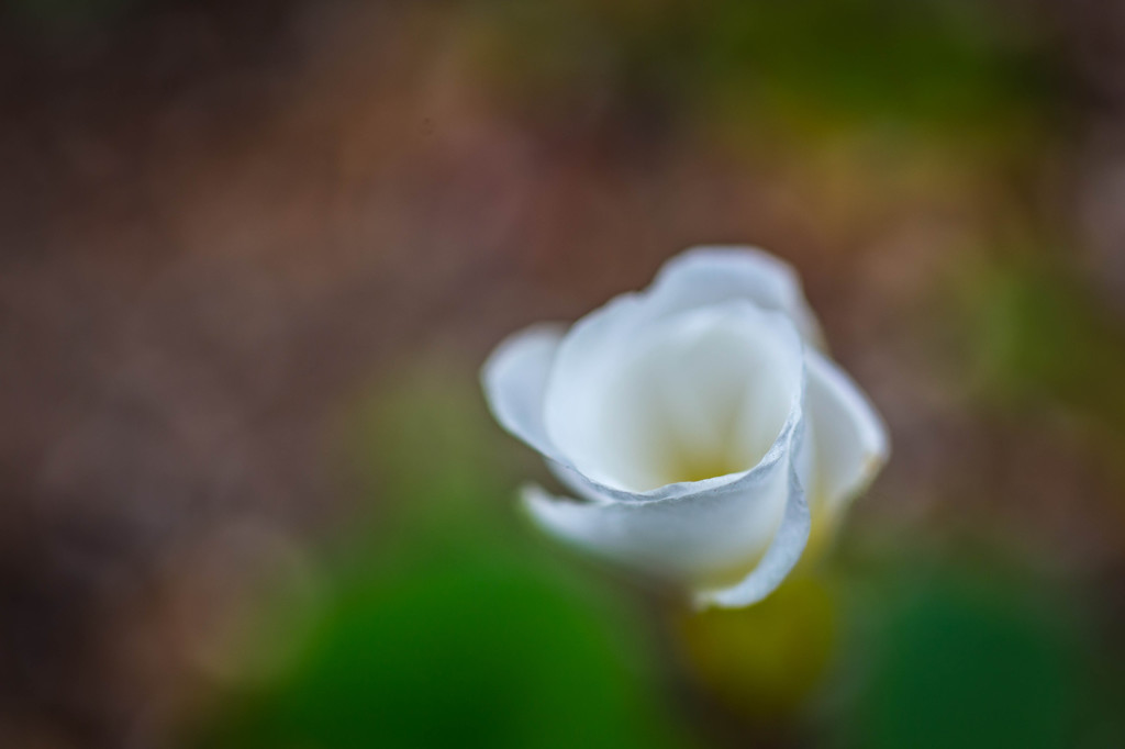 白い花Ⅱ