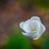 白い花Ⅱ
