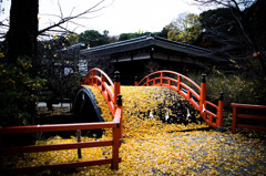 下鴨神社・2014秋　Ⅲ